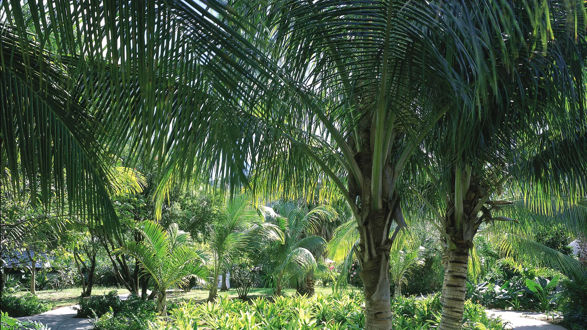 *****  Carlisle Bay Hotel Old Road Antigua/Barbuda